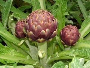 carciofo-romanesco