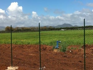 L'area interessata. Foto di Fabio Fantozzi