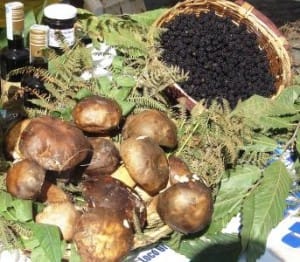 FUNGO_PORCINO_SAGRA_ORIOLO_ROMANO_111