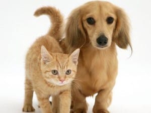 cani_e_gatti