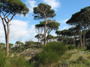 pineta
