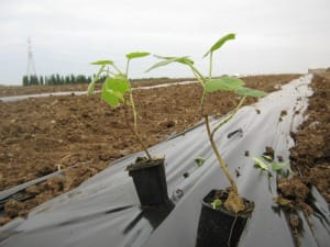 Piantine di paulownia