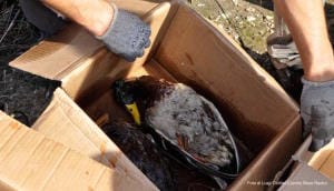 Volatile morto imbevuto di carburante (Foto gentilmente concessa da Luigi Cicillini)