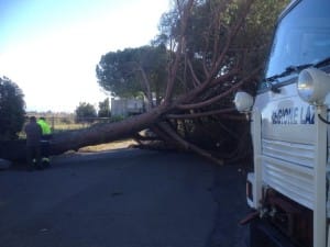 Pino abbattuto dal vento al Lido