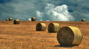 agricoltura