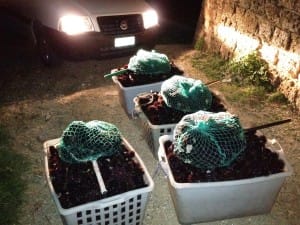 sequestro ricci (10)