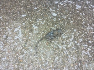 11196456_828896357165099_724160064_o