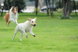 Two dog 