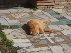 Titti-Colonia-Aristogatti