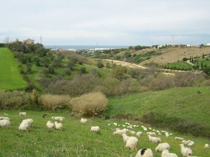 fiumaretta