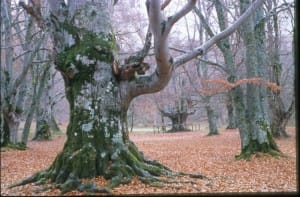 alberi antichi