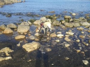 12987006_1187839754559791_2630087504045890843_n