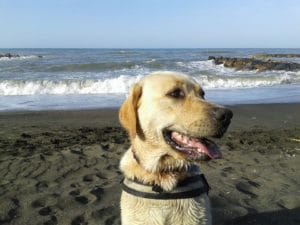 13012678_1187839577893142_8387282620829699530_n (1)