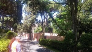 L'albero caduto (Foto Comune Fiumicino)