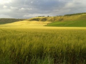 Habitat naturale (1)