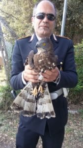 falco 1