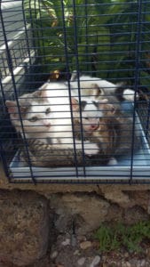 servizio_veterinario
