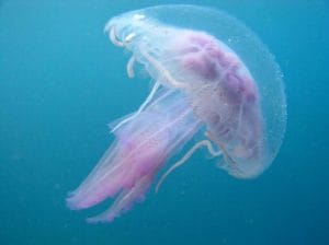 Meduse
