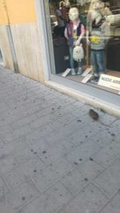 topo negozio ladispoli