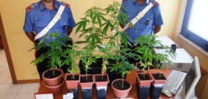 marijuana