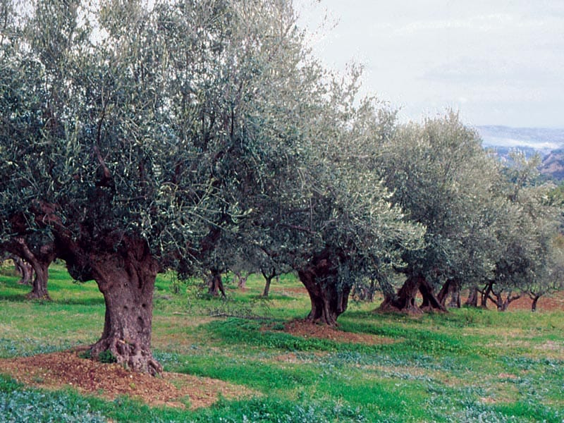 festa dell’albero