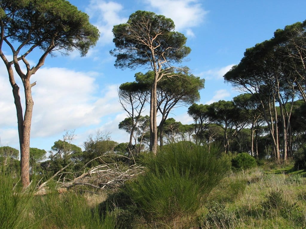 pineta