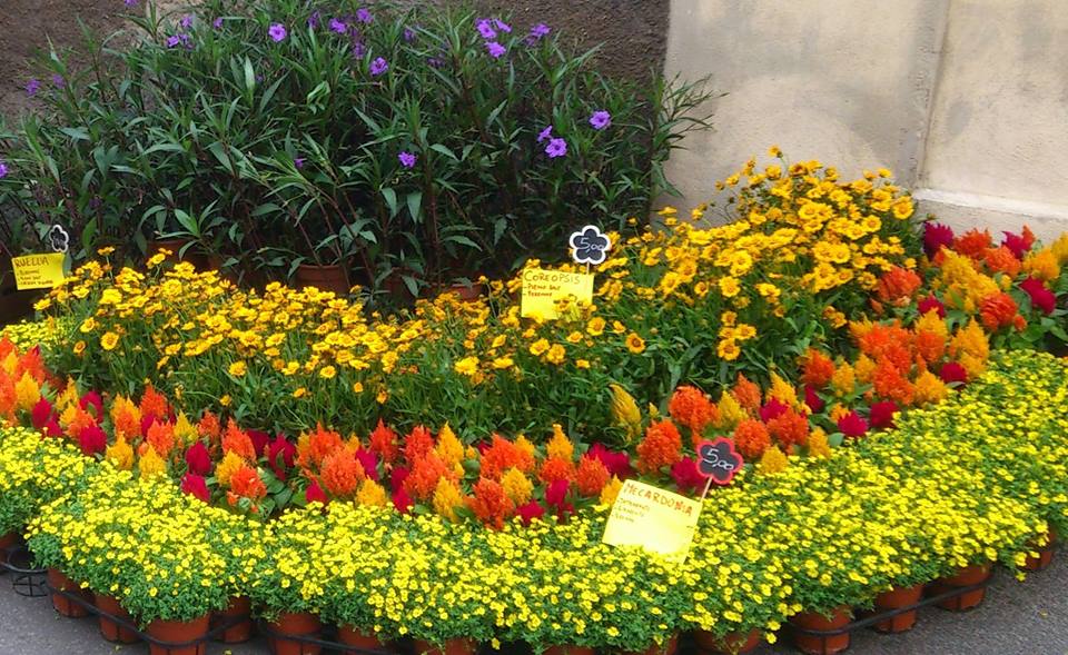 Florevent: Santa Marinella invasa da fiori e profumi