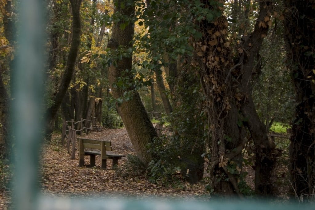 bosco di palo