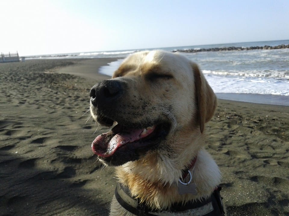 12994504_1187839831226450_3278359202483562802_n