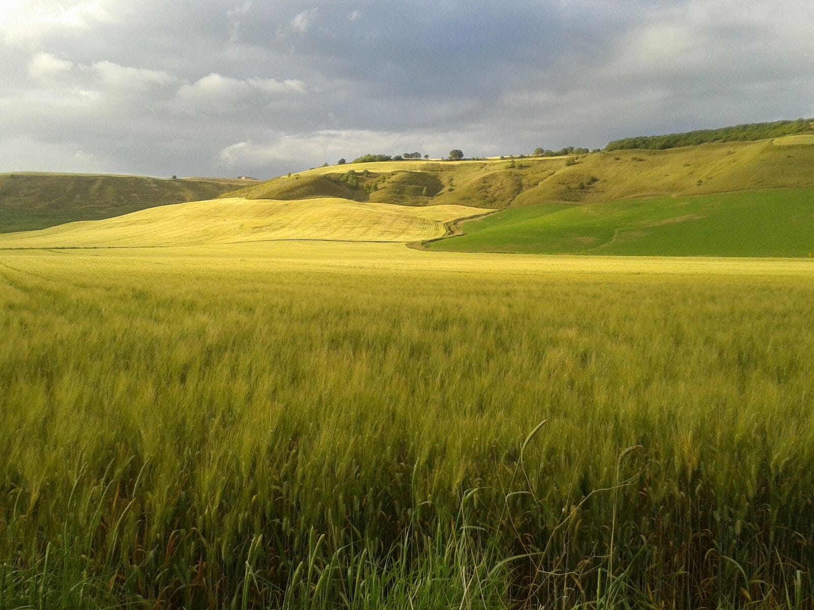 Habitat naturale (1)