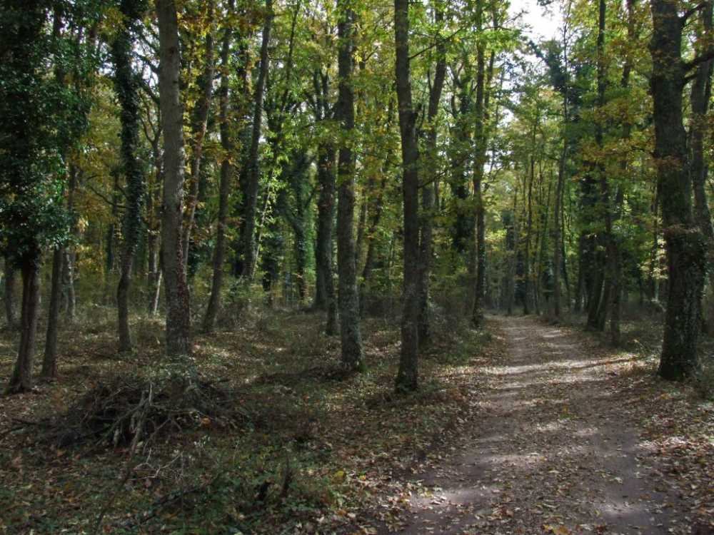 bosco di palo bosco di palo