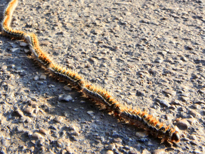 Fregene, due bambini al pronto soccorso per le punture di una processionaria
