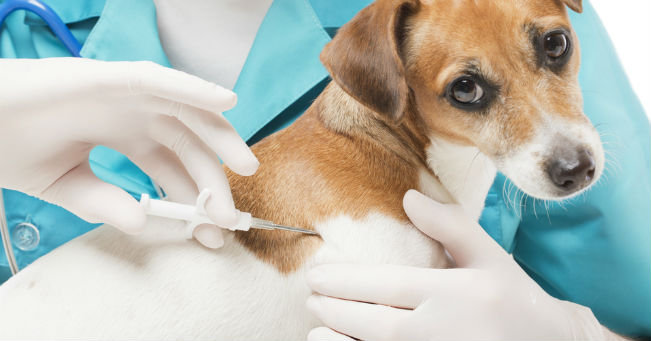 cane microchip