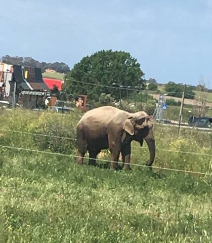 Ladispoli, Vona su circo: “Amministrazioni comunali la smettano di coltivare frequentazioni con chi sfrutta gli animali”