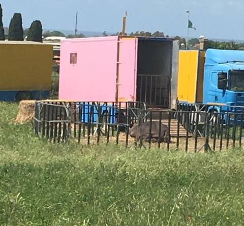 ippopotamo circo ladispoli civitavecchia
