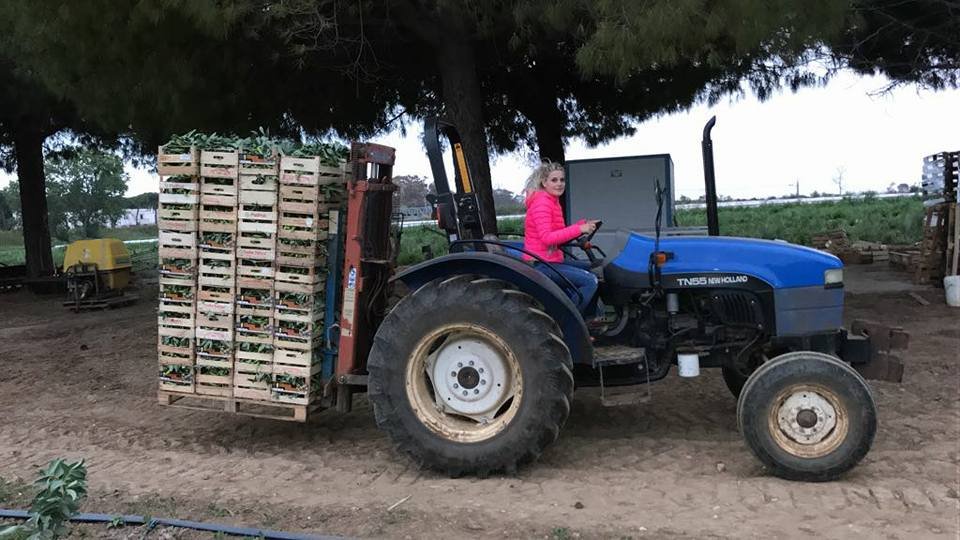 Cerveteri, tornano i ladri di trattori: colpo notturno in un’attività agricola sull’Aurelia