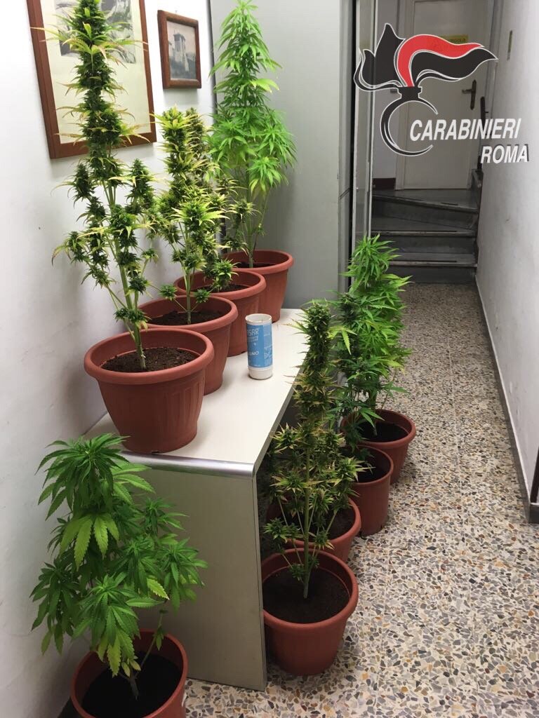 2017_06_19 BRACCIANO – La droga sequestrata dai Carabinieri (2)