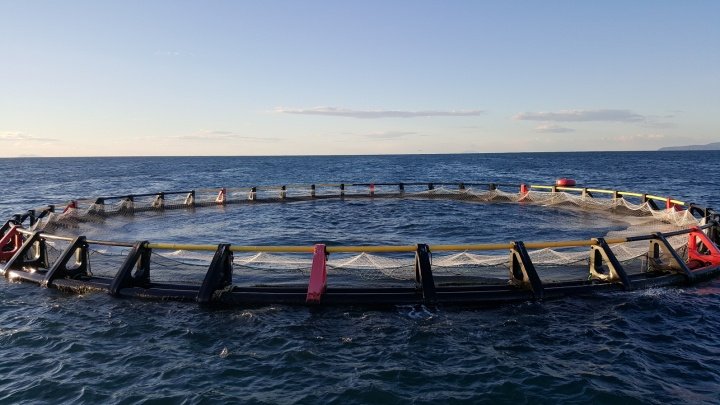 Civitaittica pescicoltura