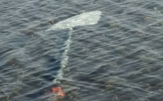 atto vandalismo lago bracciano