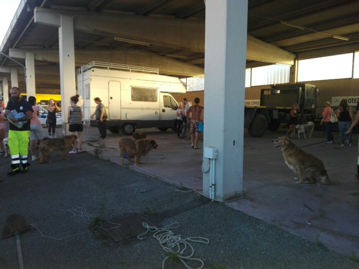 incendio-civitavecchia-animali-salvati-prociv