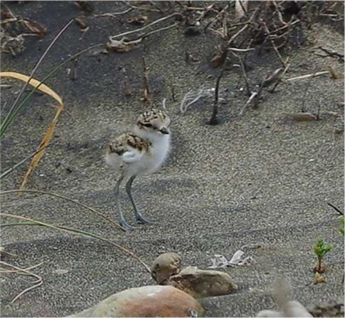 Un piccolo fratino appena uscito dall’uovo (ph. Giancarlo Grillo)