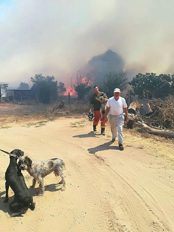 incendio cerveteri salvati cagnolini 1