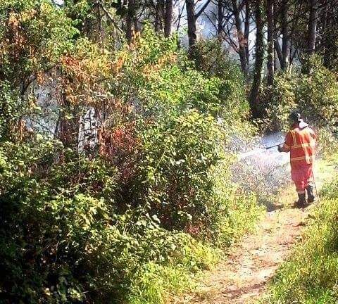 INCENDIO PINETA MARINA DI CERVETERI