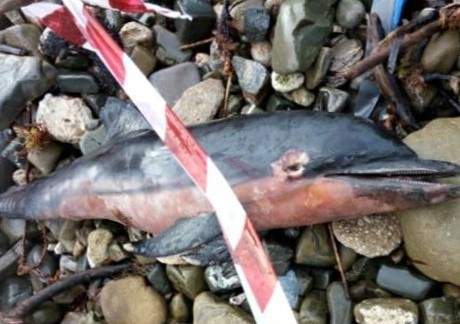 delfino morto santa marinella 2