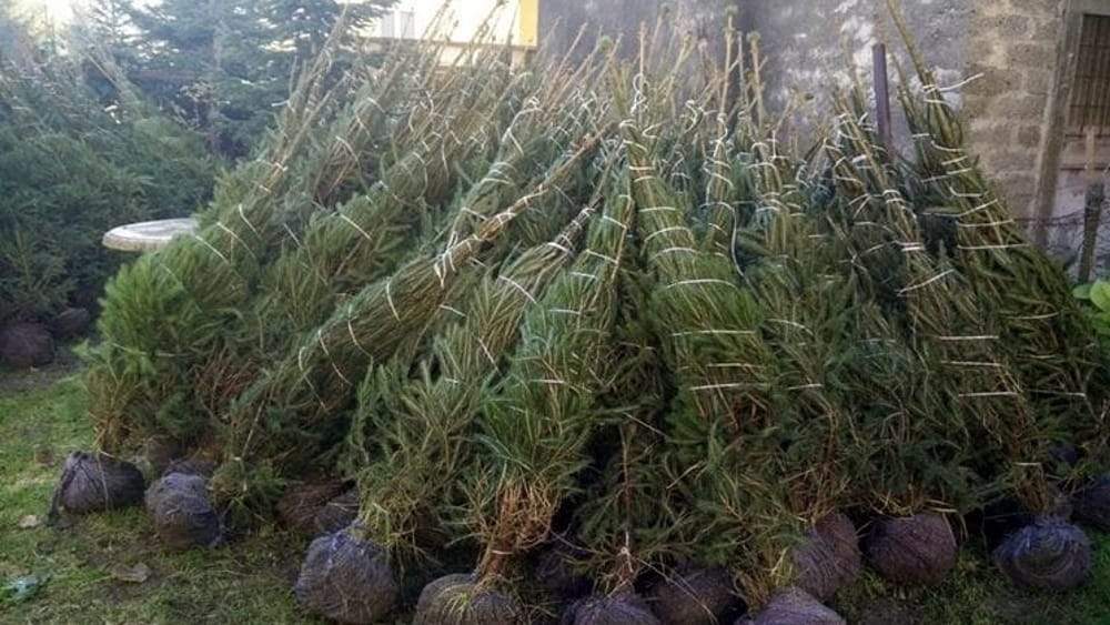 Ama e Carabinieri forestali: fino al 15 gennaio avanti con la raccolta straordinaria degli alberi di Natale