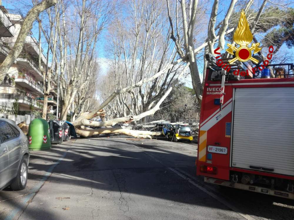 vigili del fuoco albero caduto