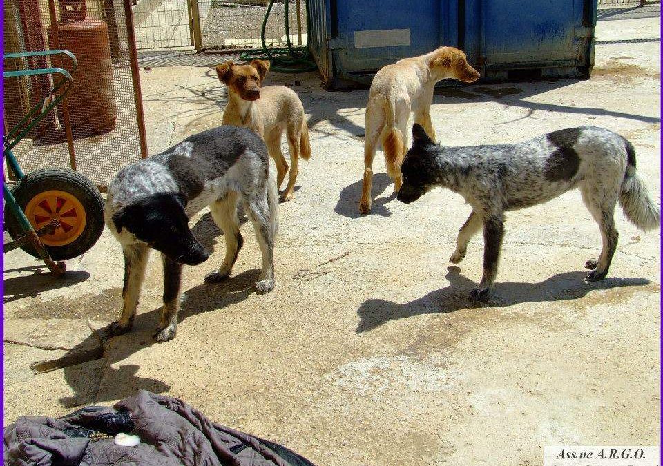 Civitavecchia, la Stella attacca il Comune sulla vicenda del canile