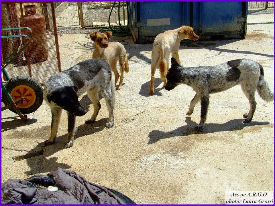 canile civitavecchia