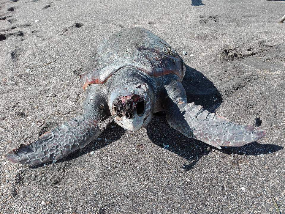 Tartaruga Marina Morta