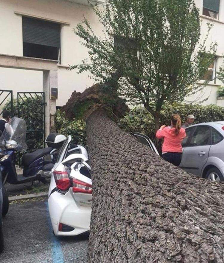 albero caduto albero caduto